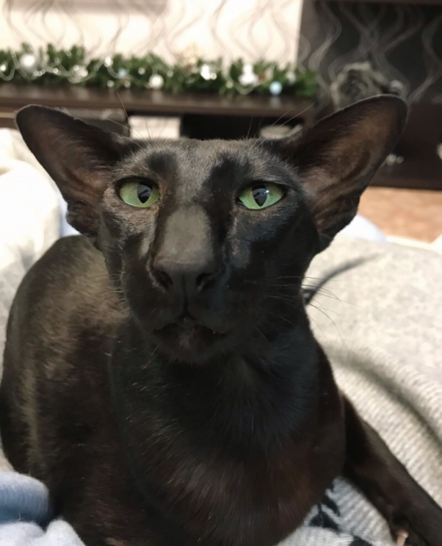 Котовторник 11.01.22