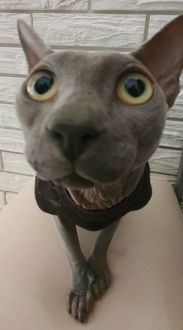 Нос