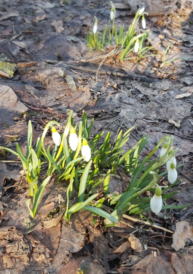 Вот вам первые подснежники
