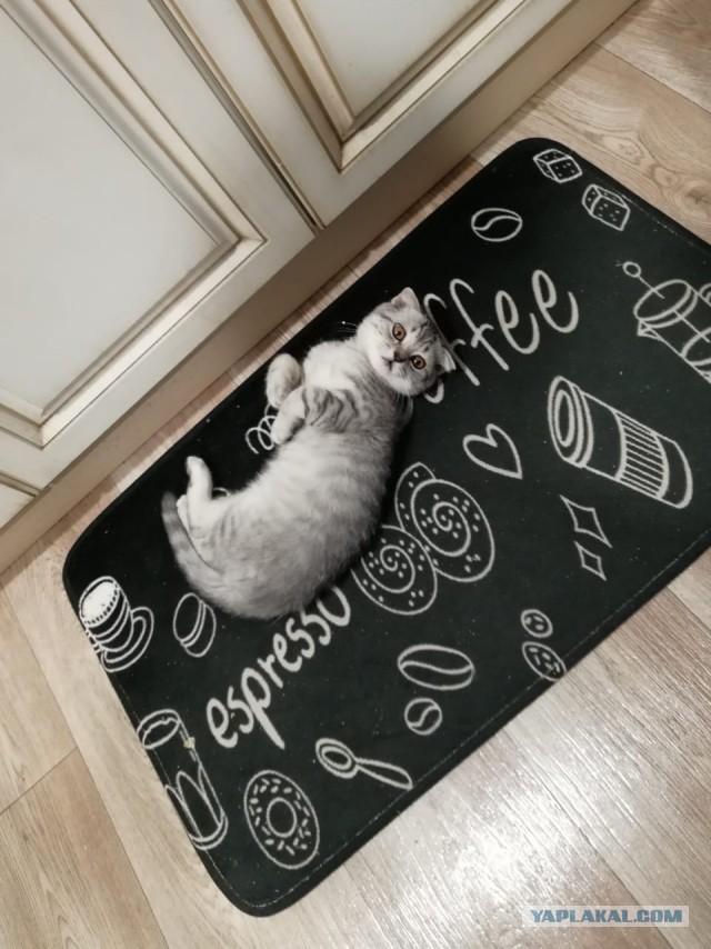 А вот и котовторник 24.05.2022