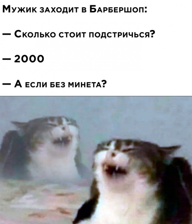 Весёлый полтишок 03.06.22