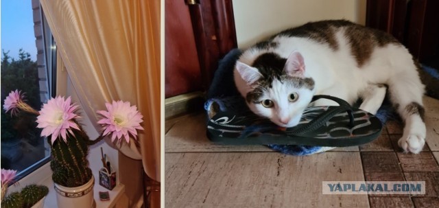 А у меня зацвёл кактус!