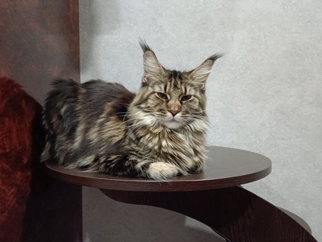 Кошка