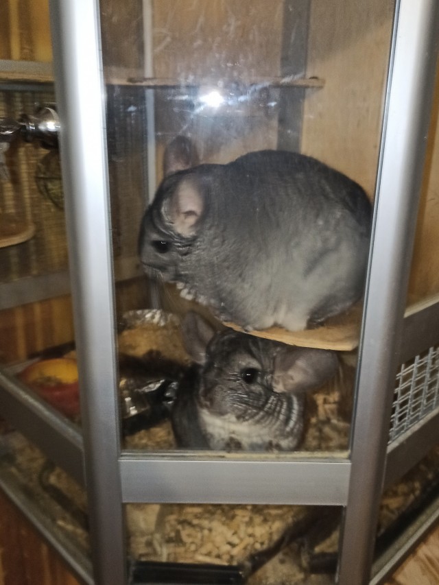 Шиншилла принимает ванну