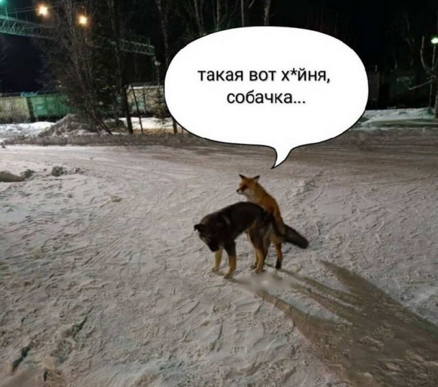 50 оттенков серого или самосвал баянов. Vol.28