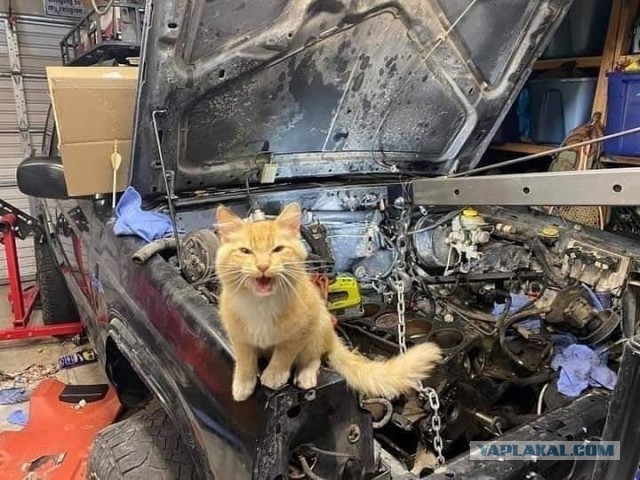 Котобанда Милахи продолжает отжимать шиномонтаж!
