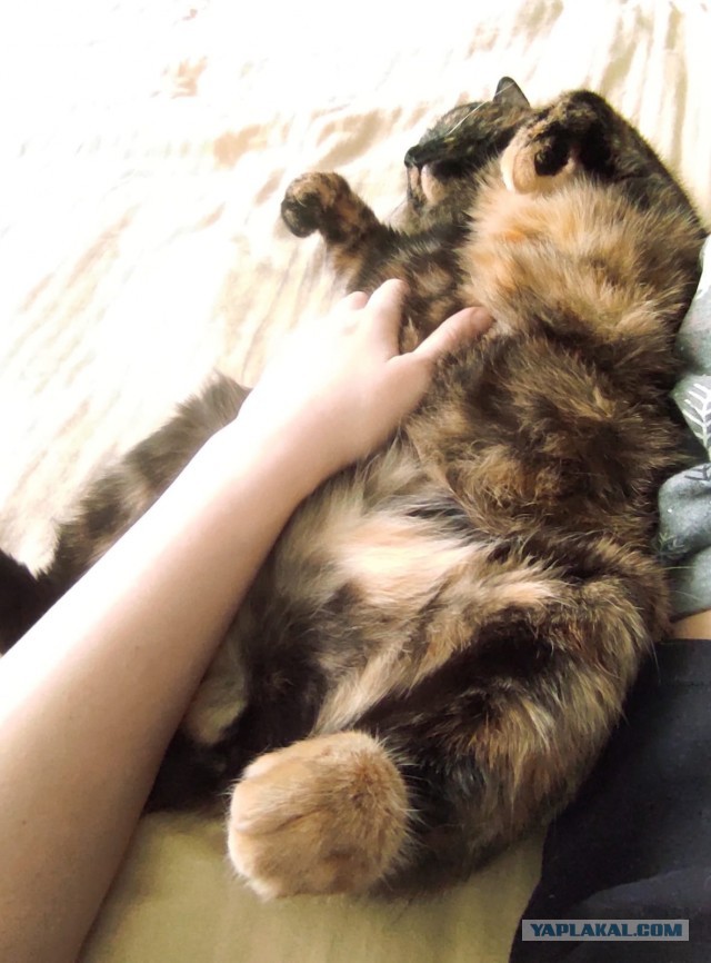 Вот докопался