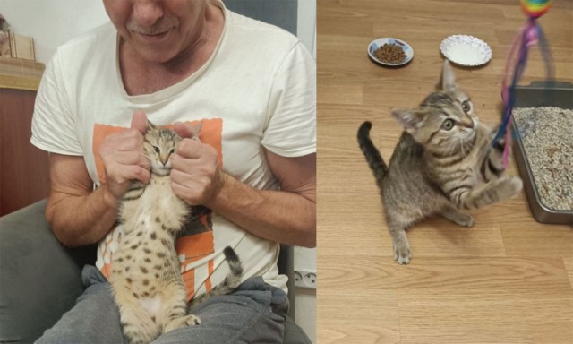 Ненужный кот