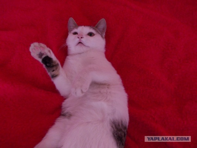 Котовторник 30.04.2013