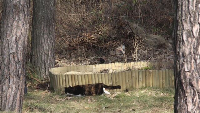 Котовторник  07.05.2013