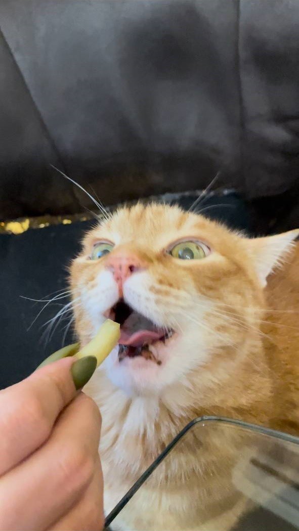 Нормально ли все с котом? Неистово жрет картошку фри.