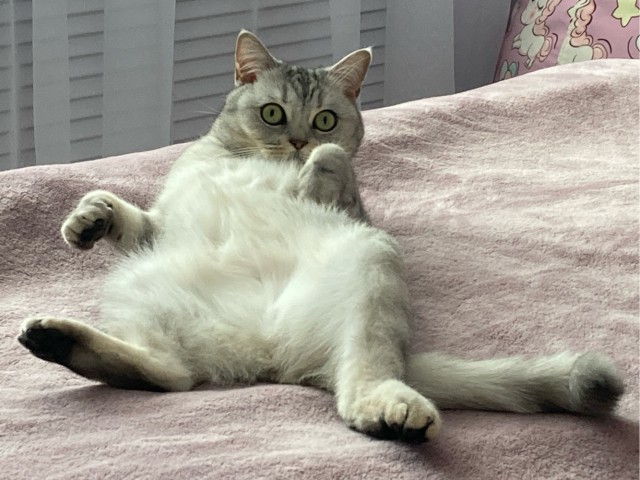 Принимайте в собратья, которабы