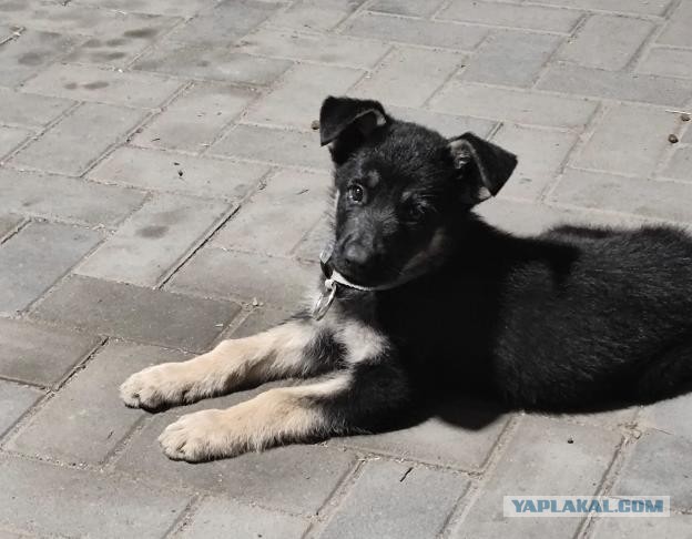 Люси - новый член семьи