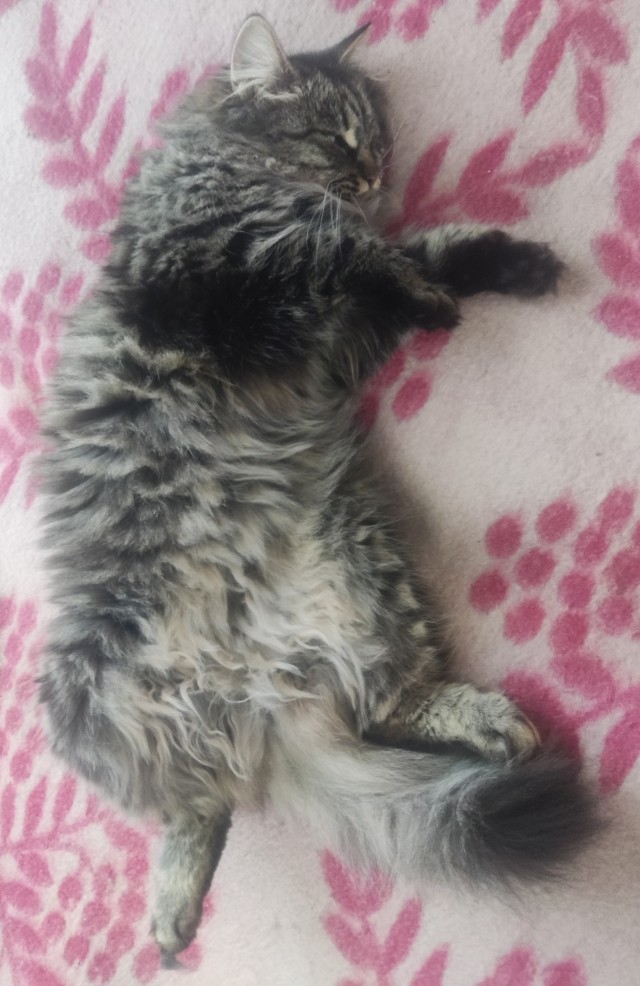 К котовторнику!)