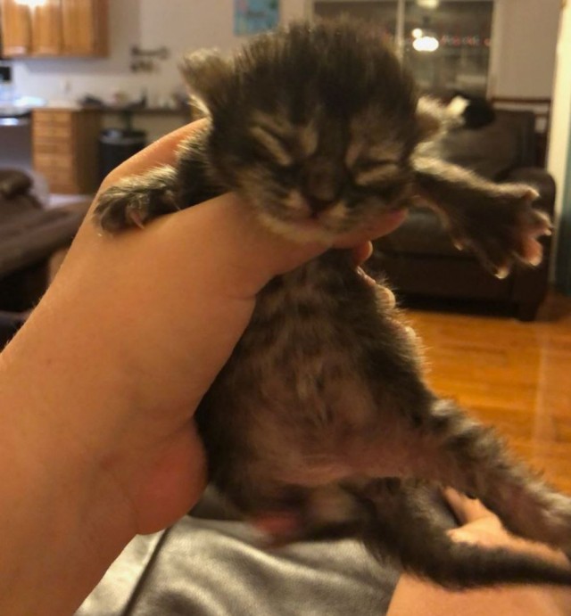 Уличный котенок-сосунок, брошенный мамой