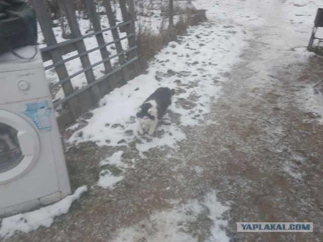 Жизнь домашнего приюта для котеек 532