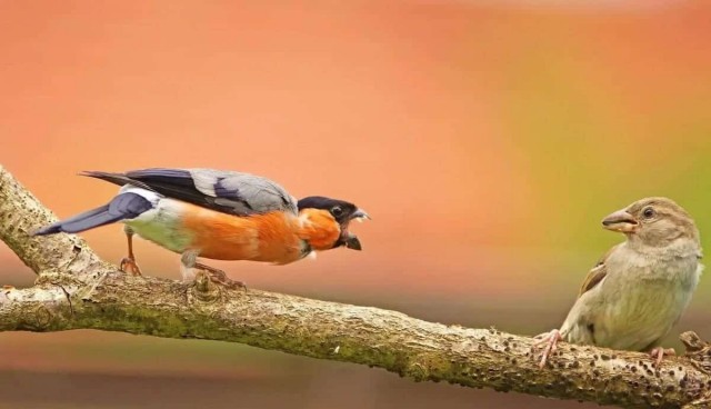 Самые забавные фото животных: опубликованы снимки конкурса The Nature Photography Contest 2024 в номинации «Юмор в природе»
