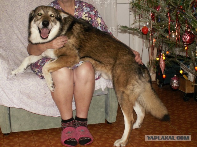 Будка своими руками.