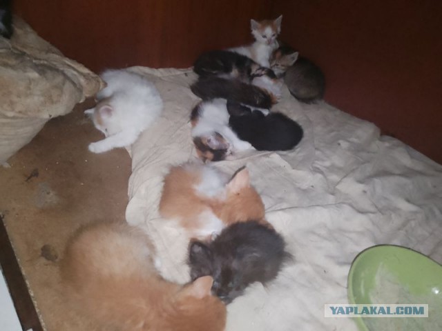 Жизнь домашнего приюта для котеек 547