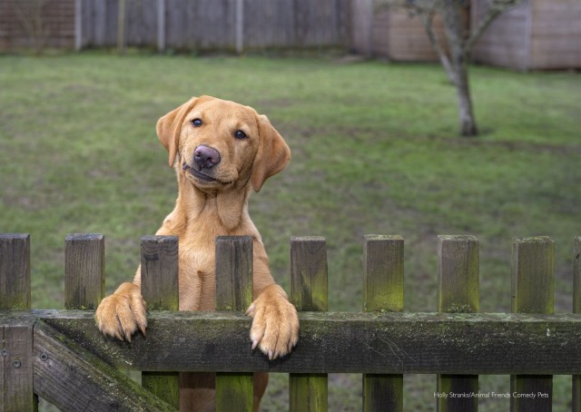 Самые смешные собаки-улыбаки за всю историю конкурса Comedy Pet Photography Awards