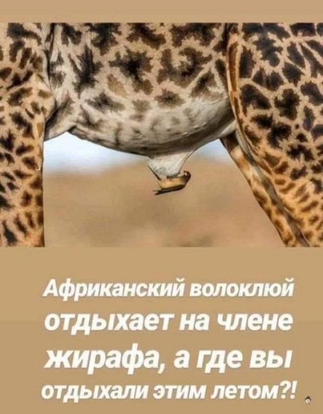 Картинки для деградации 34 (разной степени свежести)