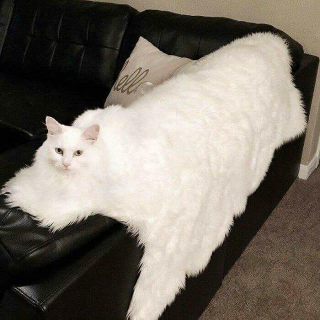 Случайный камуфляж животных