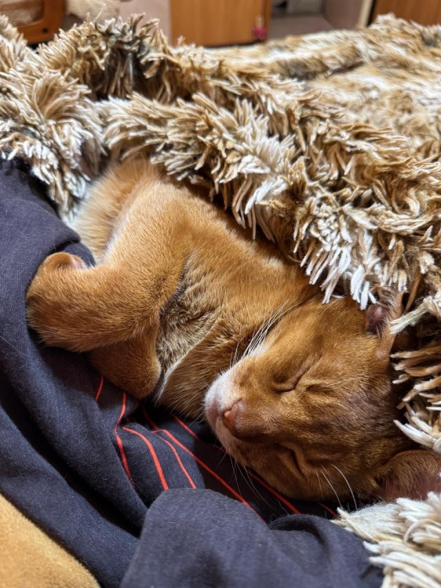 Спящих котеек тред