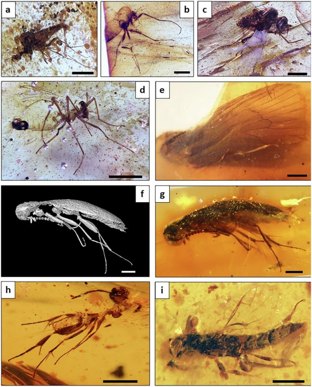 В Эквадоре нашли насекомых возрастом 112 миллионов лет