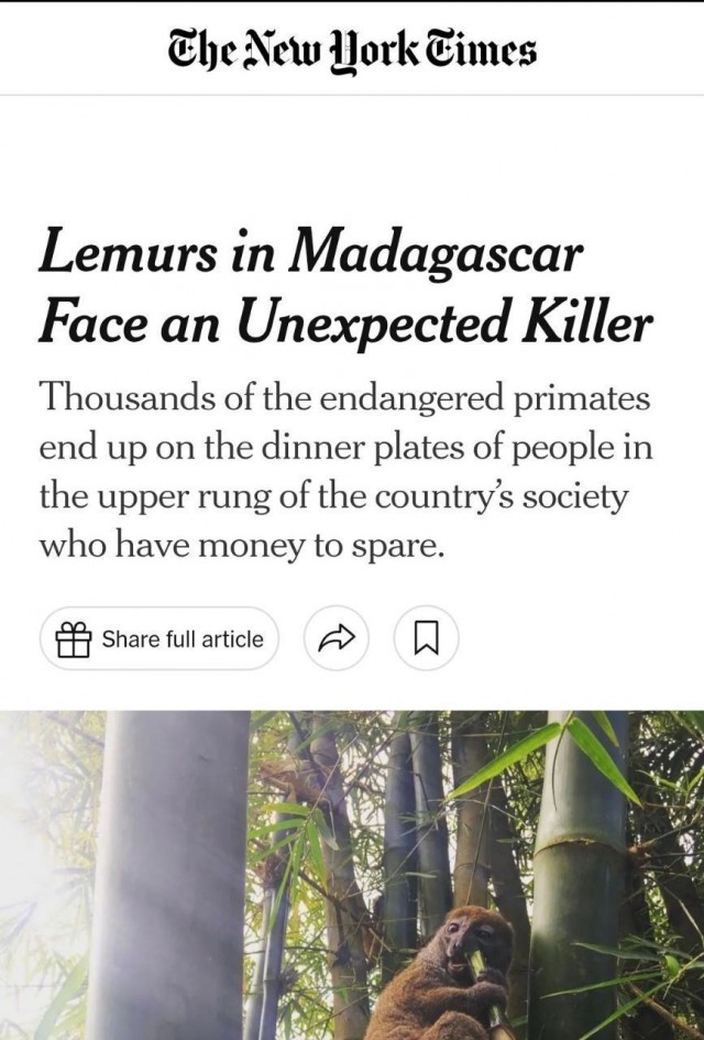 Лемуры под угрозой: тысячи приматов стали деликатесом для богатых.