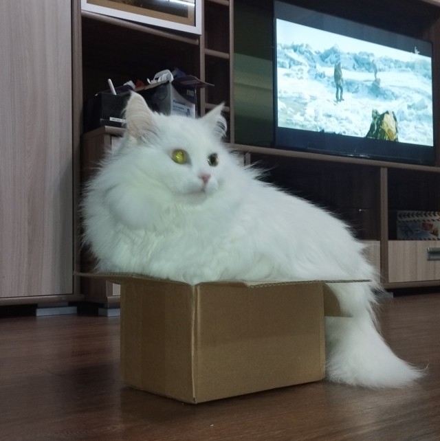 Наглая рыжая морда