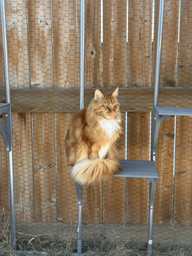 Рандомных фото котов тред