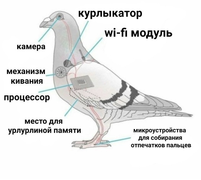 Голуби - шпионы.