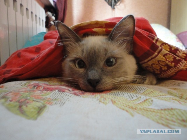 Котовторник  30.07.2013