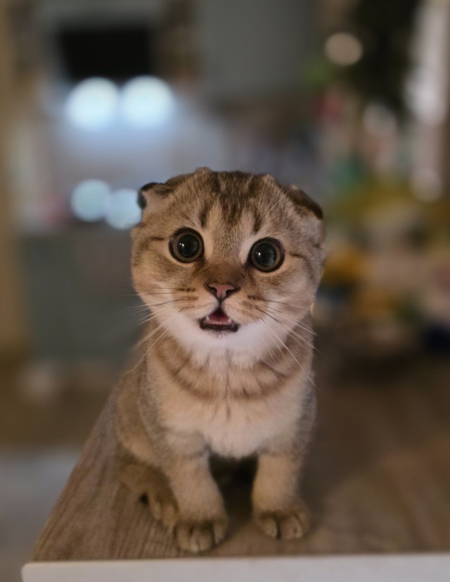 Котовторник
