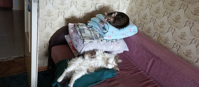 Очередной котовторник