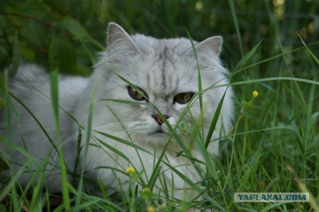 Коты и время