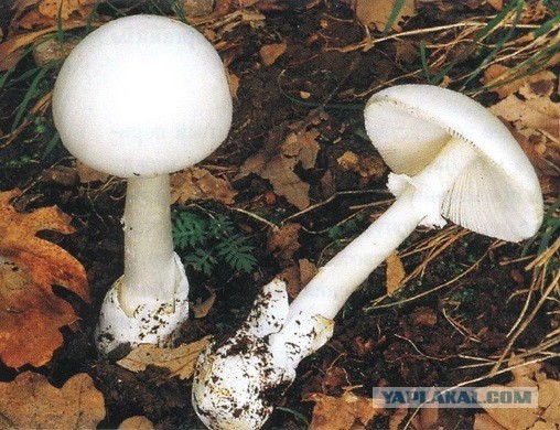 ЭТО лучше не трогать (32 фото)