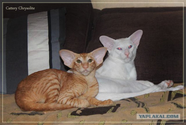 Котовторник 25.02.2014
