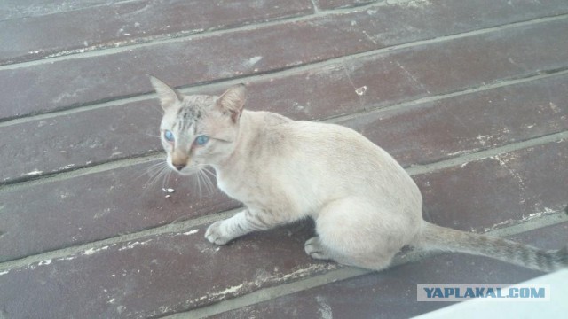 Котовторник 20.05.2014