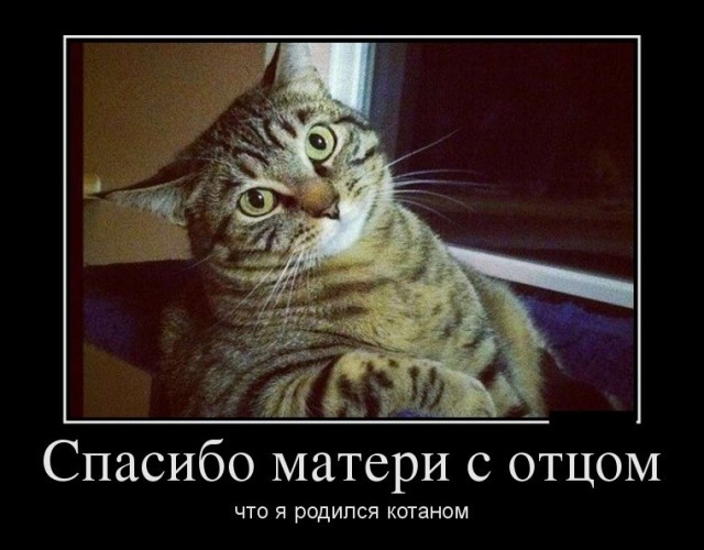 Комментарии из социальных сетей
