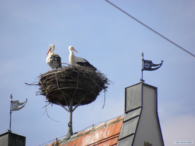 Хочу на дачу