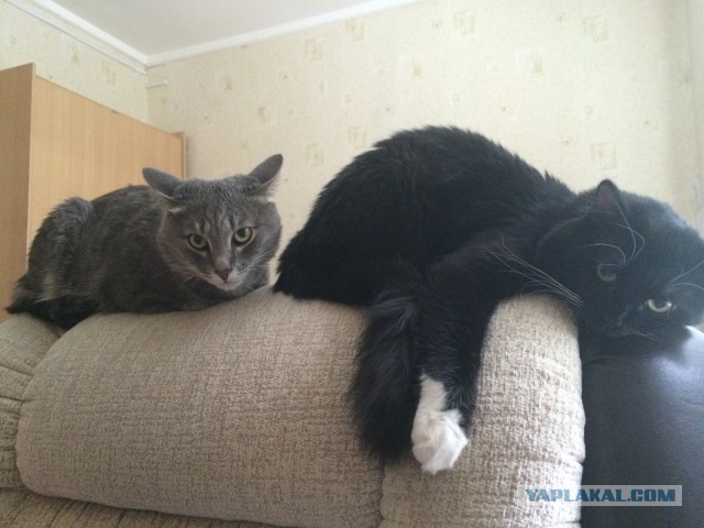 Котовторник 12.08.2014