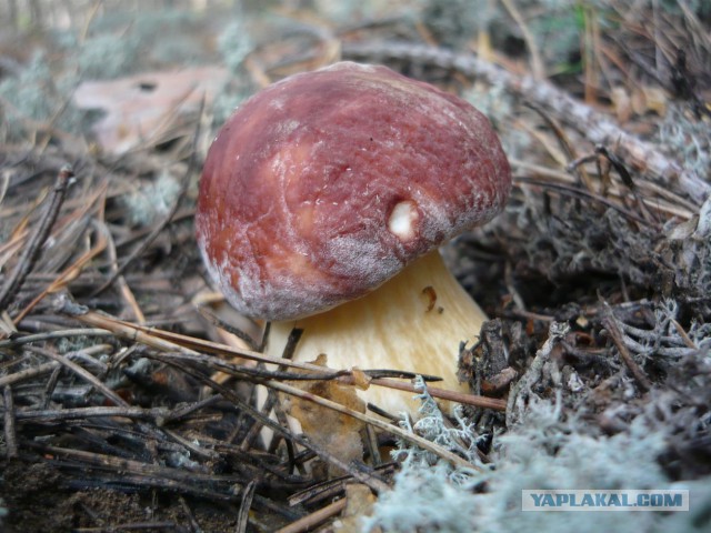 Вспомним лето! Вылазка за грибами.