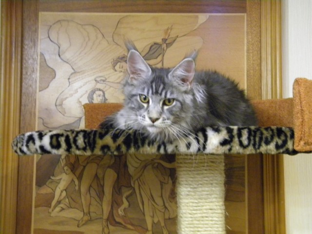 Котовторник