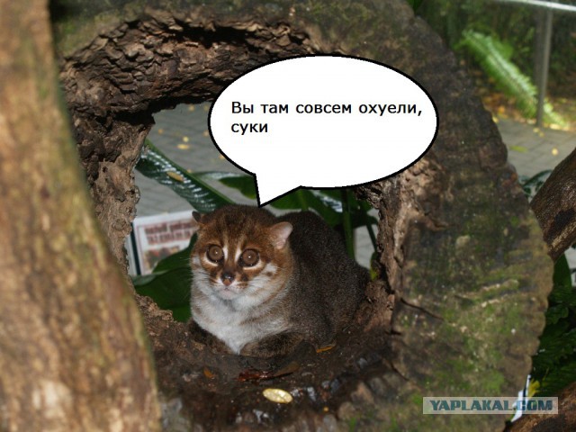 Родину-мать уже не спасти от варваров!