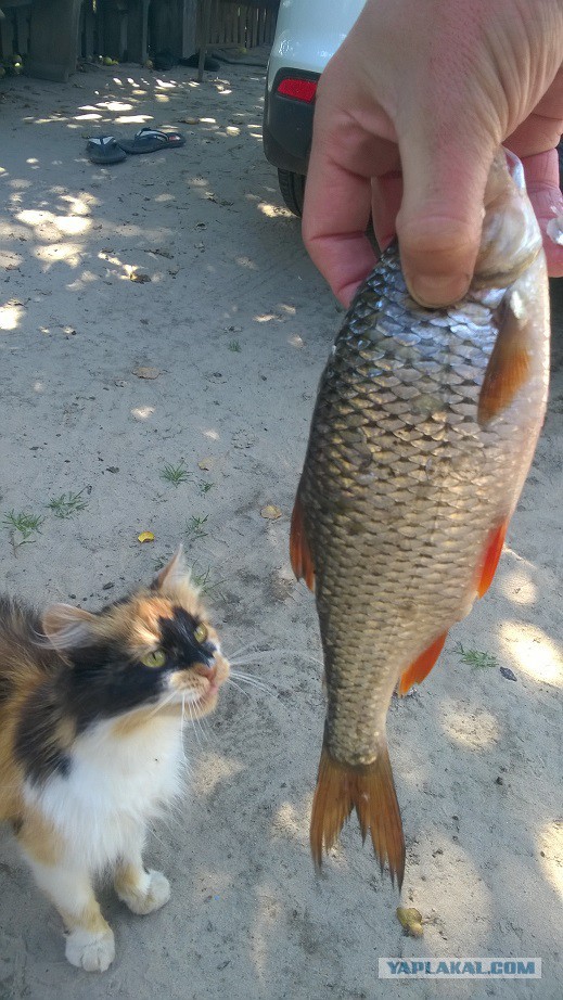 Рыбалка руками