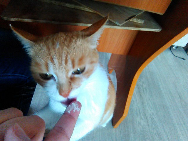 Котовторник 11.08.2015