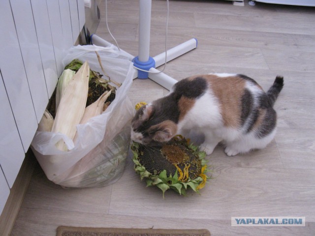 Котовторник 18.08.2015