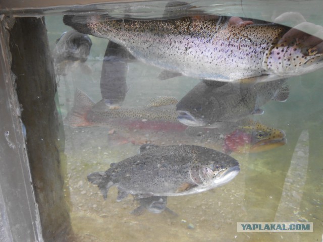 Рыбная ферма. Эквадор