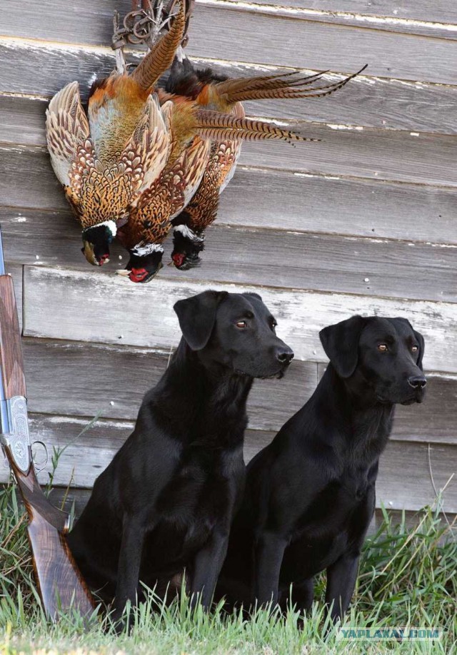 Собакочетверг